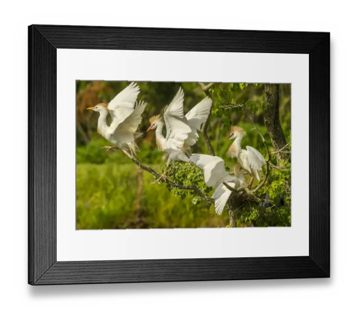 Framed Print : USA, Louisiana, Vermilion Parish. Cattle egrets fighting Framed Print : USA, Louisiana, Vermilion Parish. Cattle egrets fighting
