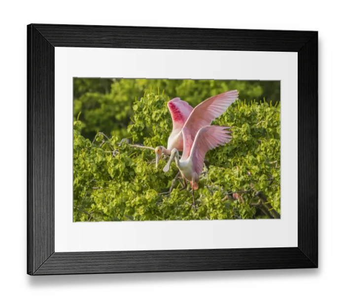 Framed Print : USA, Louisiana, Vermilion Parish. Roseate spoonbill pair Framed Print : USA, Louisiana, Vermilion Parish. Roseate spoonbill pair