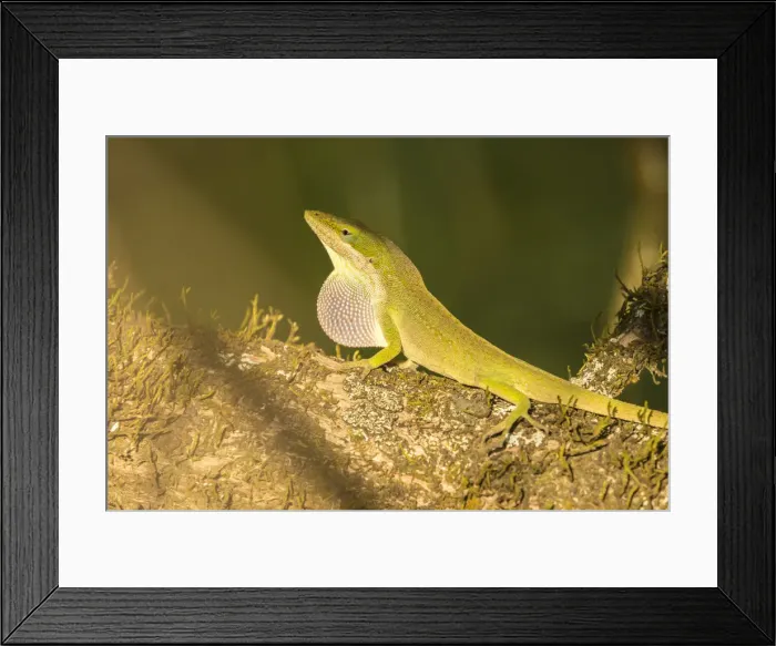 Framed Print : USA, Louisiana, Lake Martin. Green anole displaying