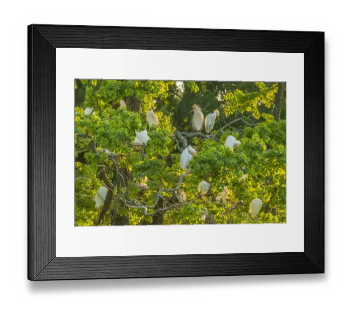 Framed Print : USA, Louisiana, Vermilion Parish. Cattle egret rookery Framed Print : USA, Louisiana, Vermilion Parish. Cattle egret rookery