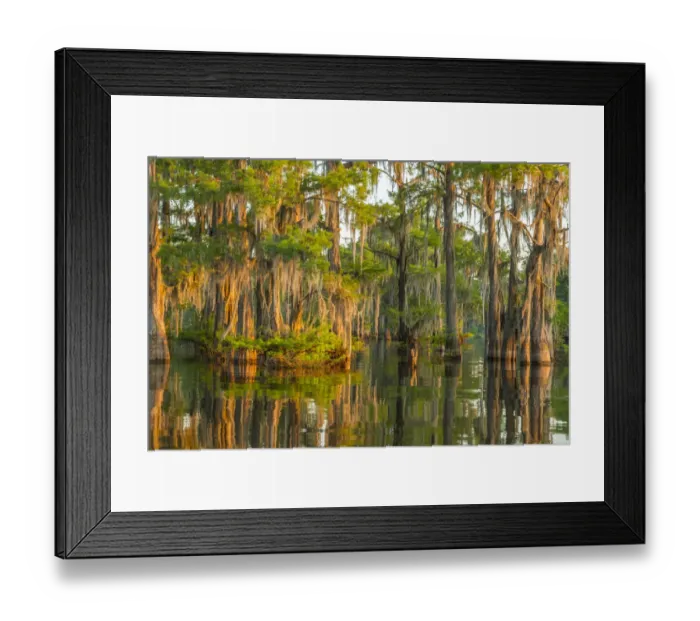 Framed Print : USA, Louisiana, Atchafalaya National Wildlife Refuge. Sunrise on cypress trees and Spanish moss