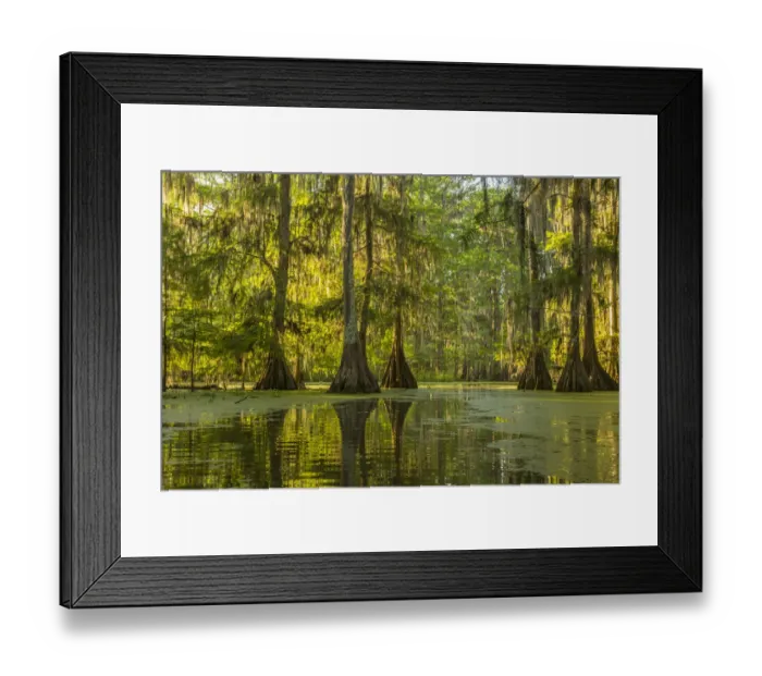 Framed Print : USA, Louisiana, Lake Martin. Cypress swamp forest Framed Print : USA, Louisiana, Lake Martin. Cypress swamp forest