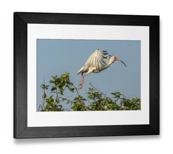Framed Print : USA, Louisiana, Evangeline Parish. White ibis on branch Framed Print : USA, Louisiana, Evangeline Parish. White ibis on branch