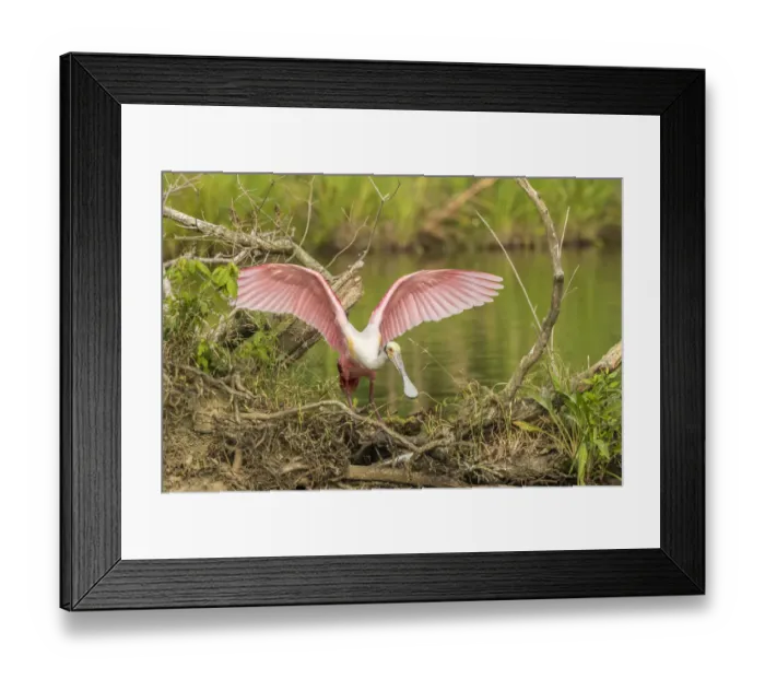 Framed Print : USA, Louisiana, Vermilion Parish. Roseate spoonbill picking up nesting twig. Credit as Framed Print : USA, Louisiana, Vermilion Parish. Roseate spoonbill picking up nesting twig. Credit as