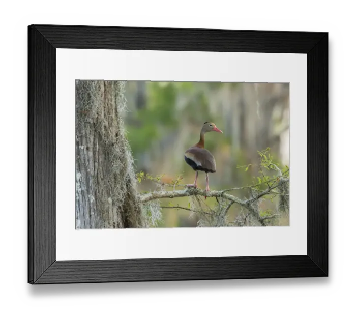 Framed Print : USA, Louisiana, Atchafalaya National Wildlife Refuge. Black-bellied whistling duck Framed Print : USA, Louisiana, Atchafalaya National Wildlife Refuge. Black-bellied whistling duck
