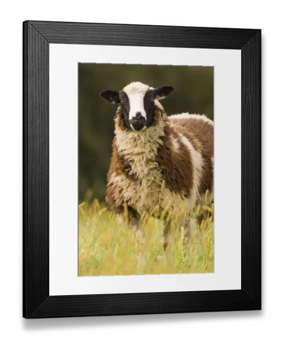 Framed Print : Galena, Illinois, USA. Dorset sheep in a pasture Framed Print : Galena, Illinois, USA. Dorset sheep in a pasture