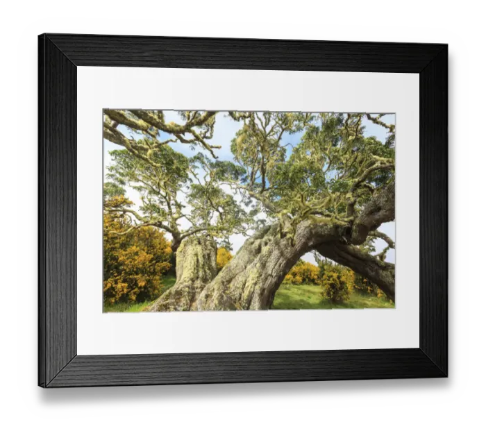 Framed Print : Hakalau Forest National Wildlife Refuge, Big Island, Hawaii Framed Print : Hakalau Forest National Wildlife Refuge, Big Island, Hawaii