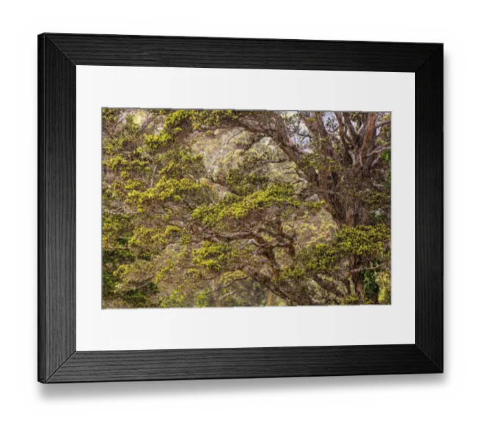Framed Print : Hakalau Forest National Wildlife Refuge, Big Island, Hawaii Framed Print : Hakalau Forest National Wildlife Refuge, Big Island, Hawaii