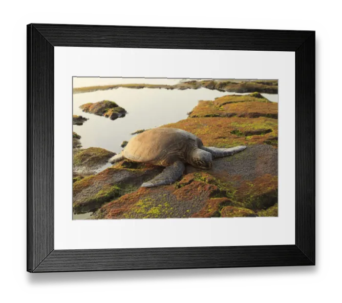 Framed Print : Green Sea Turtle (Chelonia mydas) on shore at sunset near Kona, Big Island, Hawaii Framed Print : Green Sea Turtle (Chelonia mydas) on shore at sunset near Kona, Big Island, Hawaii