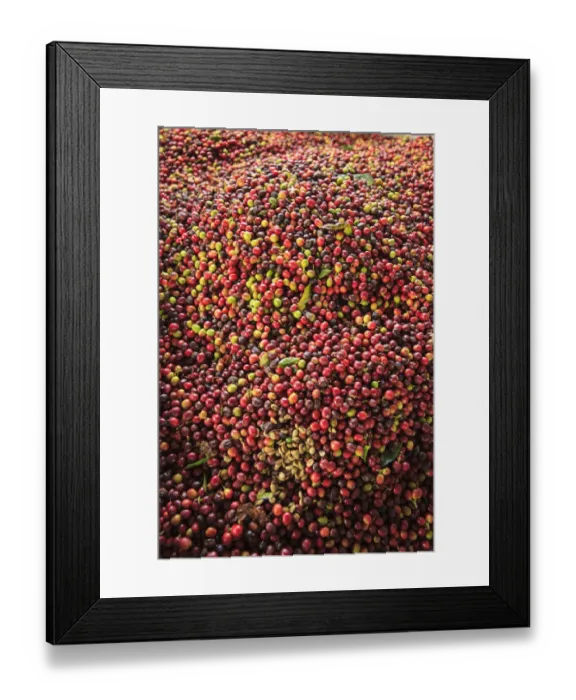 Framed Print : Kona coffee beans, coffee plantation, Big Island, Hawaii, USA