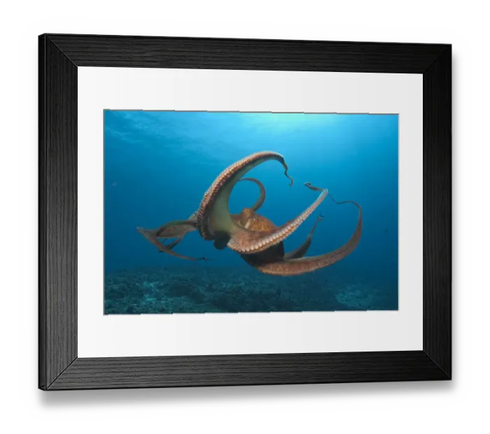 Framed Print : Day Octopus (Octopus cyanea) near Kona, Big Island, Hawaii Framed Print : Day Octopus (Octopus cyanea) near Kona, Big Island, Hawaii