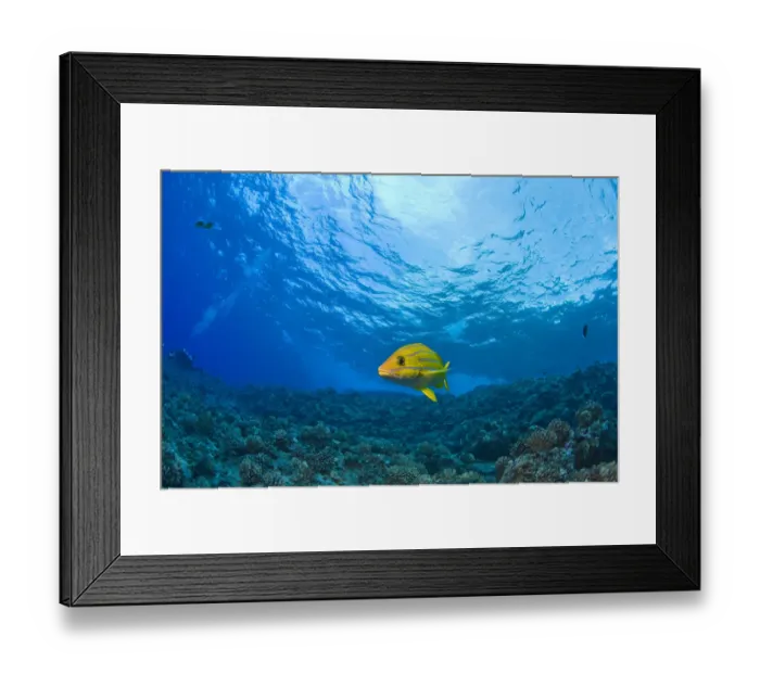 Framed Print : Blue striped Grunt (Haemulon sciurus), Molokini Crater, South Maui, Hawaii, USA Framed Print : Blue striped Grunt (Haemulon sciurus), Molokini Crater, South Maui, Hawaii, USA