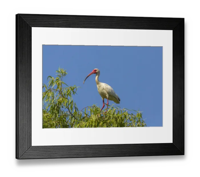 Framed Print : USA, Louisiana, Evangeline Parish. White ibis on tree top Framed Print : USA, Louisiana, Evangeline Parish. White ibis on tree top