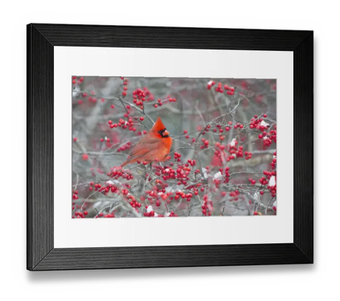 Framed Print : Northern Cardinal (Cardinalis cardinalis) male in Winterberry bush (Ilex verticillata) Framed Print : Northern Cardinal (Cardinalis cardinalis) male in Winterberry bush (Ilex verticillata)