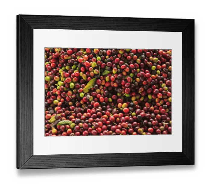 Framed Print : Kona coffee beans, coffee plantation, Big Island, Hawaii, USA