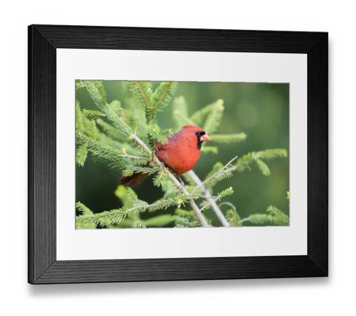 Framed Print : Northern Cardinal (Cardinalis cardinalis) male in spruce tree, Marion County, Illinois