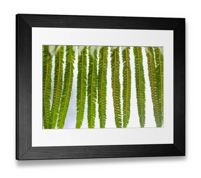 Framed Print : Hakalau Forest National Wildlife Refuge, Big Island, Hawaii Framed Print : Hakalau Forest National Wildlife Refuge, Big Island, Hawaii