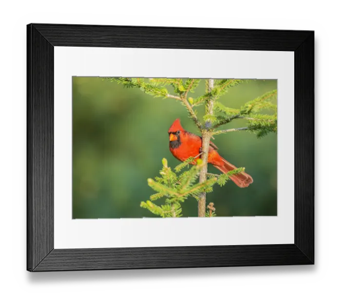 Framed Print : Northern Cardinal (Cardinalis cardinalis) male in spruce tree, Marion County, Illinois Framed Print : Northern Cardinal (Cardinalis cardinalis) male in spruce tree, Marion County, Illinois