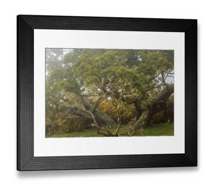 Framed Print : Hakalau Forest National Wildlife Refuge, Big Island, Hawaii Framed Print : Hakalau Forest National Wildlife Refuge, Big Island, Hawaii