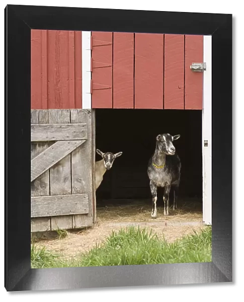 Galena, Illinois, USA. Two dairy goats standing in a barn entrance. (PR)