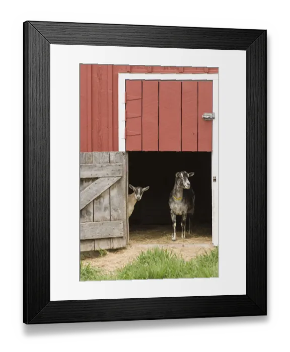Framed Print : Galena, Illinois, USA. Two dairy goats standing in a barn entrance. (PR) Framed Print : Galena, Illinois, USA. Two dairy goats standing in a barn entrance. (PR)