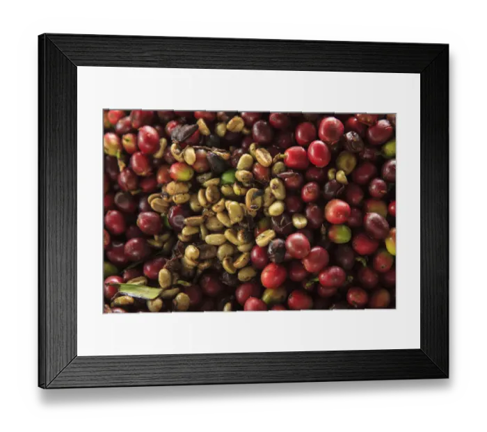 Framed Print : Kona coffee beans, coffee plantation, Big Island, Hawaii, USA Framed Print : Kona coffee beans, coffee plantation, Big Island, Hawaii, USA