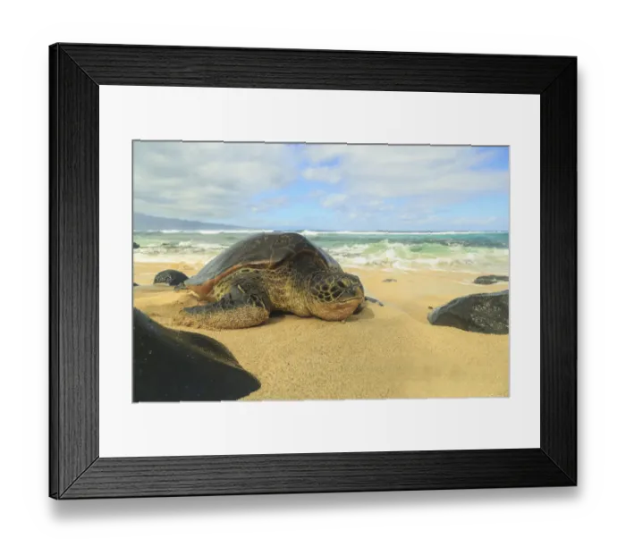 Framed Print : Green Sea Turtle (Chelonia mydas), pulled up on shore, Hookipa Beach Park, Maui, Hawaii