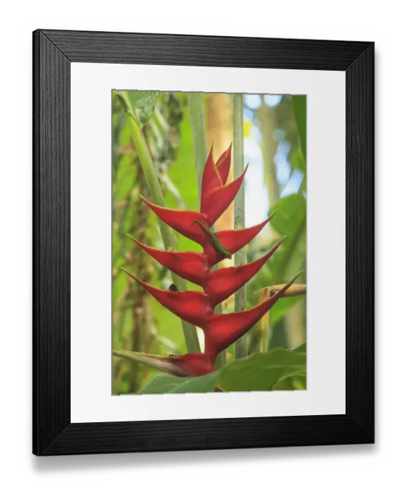Framed Print : Gecko on Heliconia, Hawaiian Tropical Botanical Gardens, near Hilo, Big Island, Hawaii Framed Print : Gecko on Heliconia, Hawaiian Tropical Botanical Gardens, near Hilo, Big Island, Hawaii