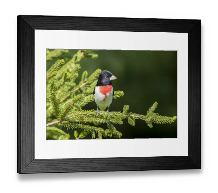Framed Print : Rose-breasted Grosbeak (Pheucticus ludovicianus) male in spruce tree, Marion County Framed Print : Rose-breasted Grosbeak (Pheucticus ludovicianus) male in spruce tree, Marion County