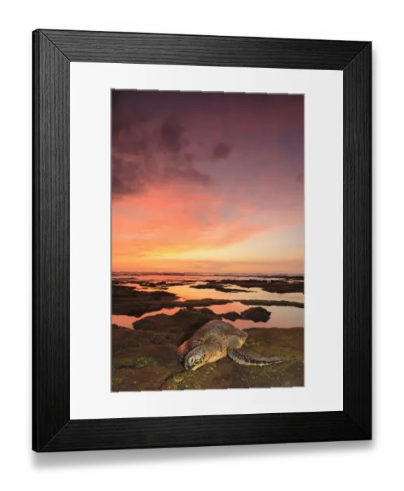 Framed Print : Green Sea Turtle (Chelonia mydas) on shore at sunset near Kona, Big Island, Hawaii