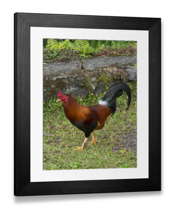 Framed Print : Colorful rooster roaming free on the Big Island of Hawaii Framed Print : Colorful rooster roaming free on the Big Island of Hawaii