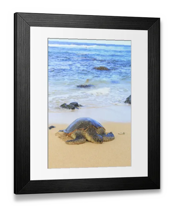 Framed Print : Green Sea Turtle (Chelonia mydas), pulled up on shore, Hookipa Beach Park, Maui, Hawaii Framed Print : Green Sea Turtle (Chelonia mydas), pulled up on shore, Hookipa Beach Park, Maui, Hawaii
