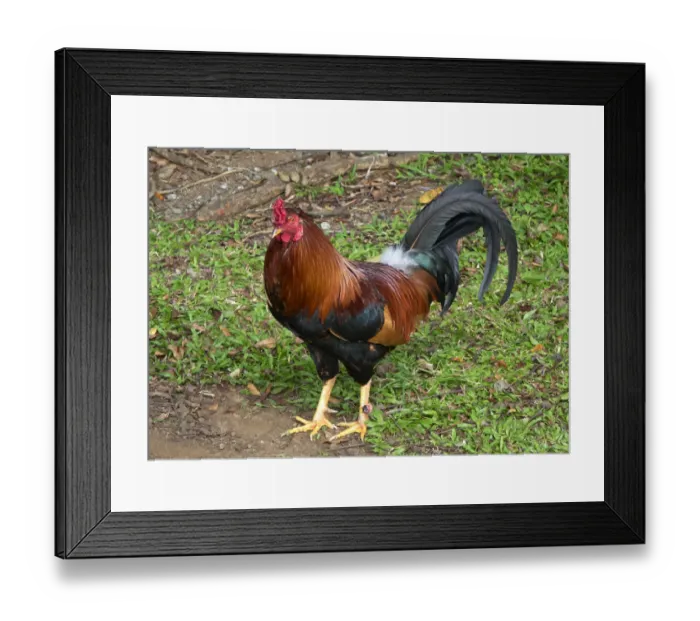 Framed Print : Colorful rooster roaming free on the Big Island of Hawaii Framed Print : Colorful rooster roaming free on the Big Island of Hawaii