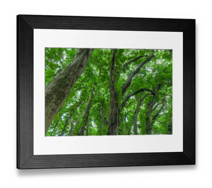 Framed Print : Banyan Trees near rainbow Falls (80 ft drop), Wailuku River State Park Hilo, Big Island Framed Print : Banyan Trees near rainbow Falls (80 ft drop), Wailuku River State Park Hilo, Big Island