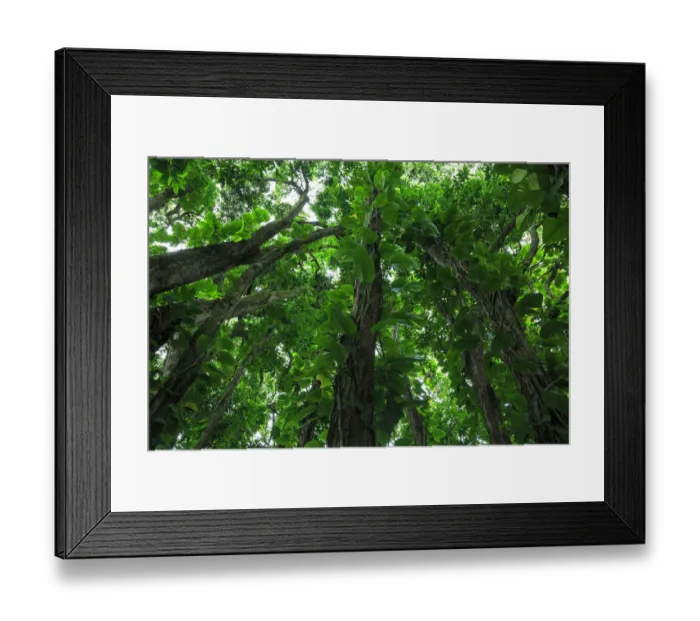 Framed Print : Banyan Trees near rainbow Falls (80 ft drop), Wailuku River State Park Hilo, Big Island