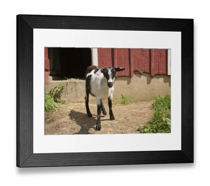 Framed Print : Galena, Illinois, USA. Alpine goat standing in front of a red barn. (PR) Framed Print : Galena, Illinois, USA. Alpine goat standing in front of a red barn. (PR)