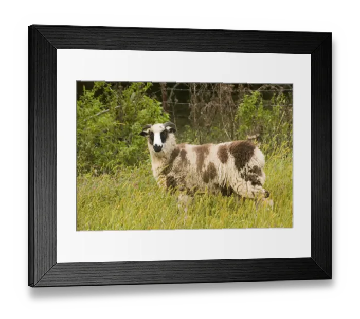 Framed Print : Galena, Illinois, USA. Horned Dorset sheep in a pasture Framed Print : Galena, Illinois, USA. Horned Dorset sheep in a pasture