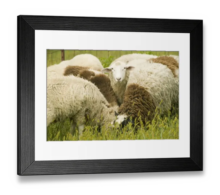 Framed Print : Galena, Illinois, USA. Dorset sheep flock in a pasture Framed Print : Galena, Illinois, USA. Dorset sheep flock in a pasture