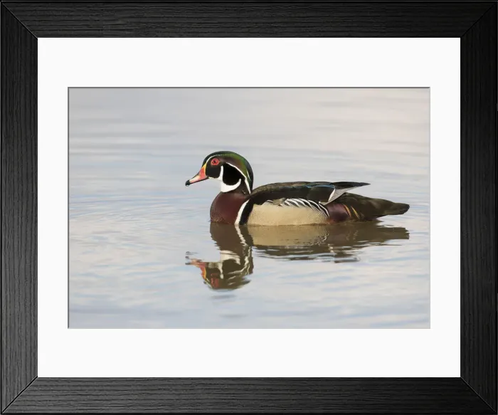 Framed Print : Wood Duck (Aix sponsa) male in wetland, Marion County, Illinois Framed Print : Wood Duck (Aix sponsa) male in wetland, Marion County, Illinois