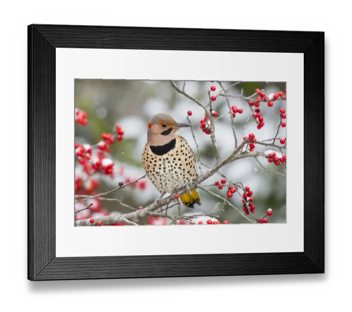 Framed Print : Northern Flicker (Colaptes auratus) male in Winterberry bush (Ilex verticillata) in winter