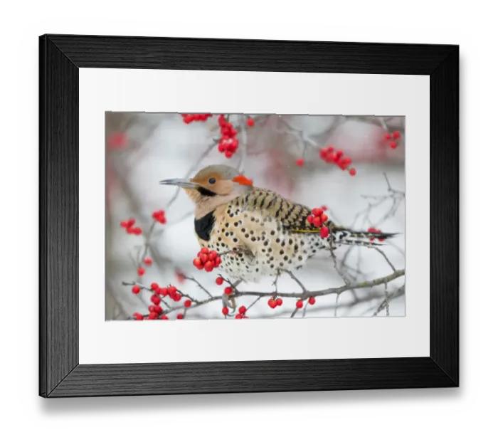 Framed Print : Northern Flicker (Colaptes auratus) male in Winterberry bush (Ilex verticillata) in winter Framed Print : Northern Flicker (Colaptes auratus) male in Winterberry bush (Ilex verticillata) in winter