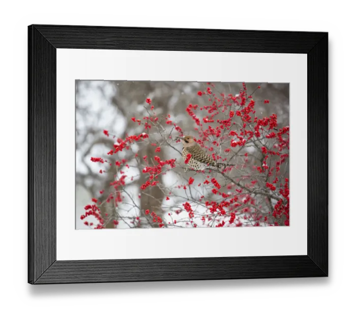 Framed Print : Northern Flicker (Colaptes auratus) male in Winterberry bush (Ilex verticillata) in winter