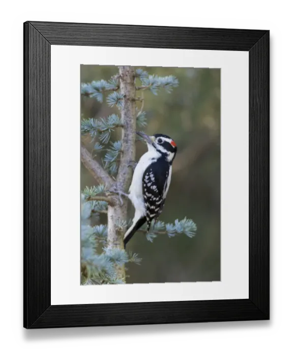 Framed Print : Hairy Woodpecker (Picoides villosus) male on Blue Atlas Cedar, Marion County, Illinois Framed Print : Hairy Woodpecker (Picoides villosus) male on Blue Atlas Cedar, Marion County, Illinois