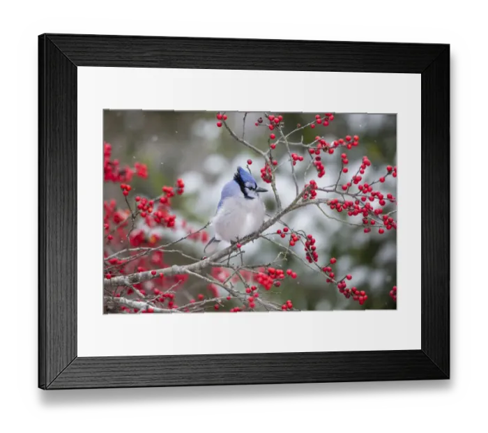 Framed Print : Blue Jay (Cyanocitta cristata) in Winterberry Bush (Ilex verticillata), Marion County Framed Print : Blue Jay (Cyanocitta cristata) in Winterberry Bush (Ilex verticillata), Marion County