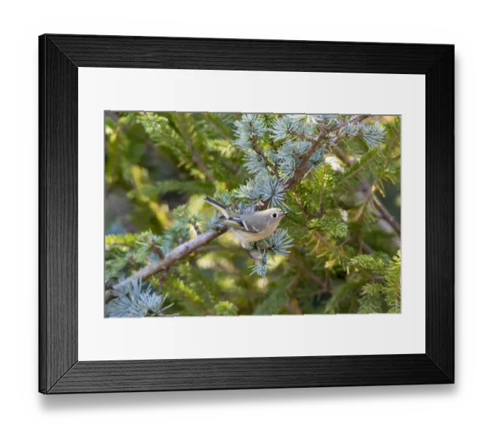 Framed Print : Ruby-crowned Kinglet (Regulus calendula) immature in Blue Atlas Cedar, Marion County