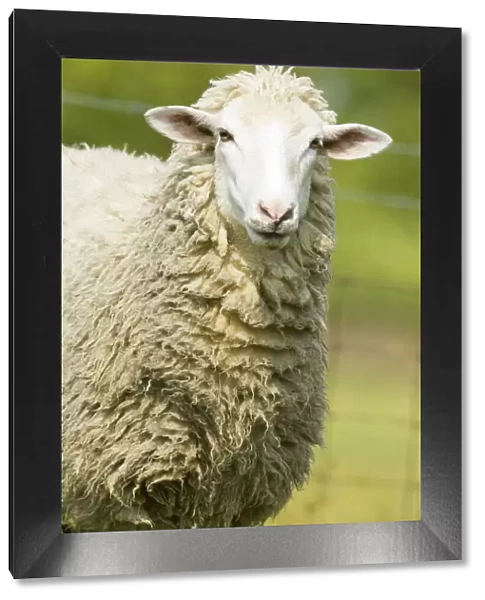 Galena, Illinois, USA. Head and shoulders view of a white Dorset sheep in a pasture