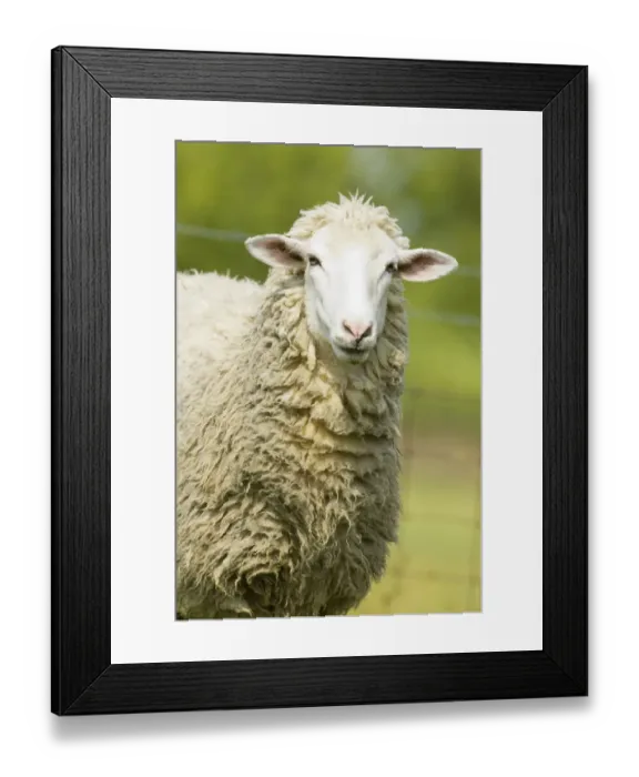 Framed Print : Galena, Illinois, USA. Head and shoulders view of a white Dorset sheep in a pasture Framed Print : Galena, Illinois, USA. Head and shoulders view of a white Dorset sheep in a pasture