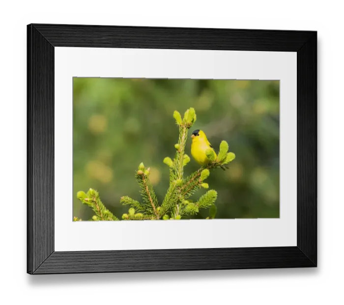 Framed Print : American Goldfinch (Spinus tristis) male in spruce tree, Marion County, Illinois Framed Print : American Goldfinch (Spinus tristis) male in spruce tree, Marion County, Illinois