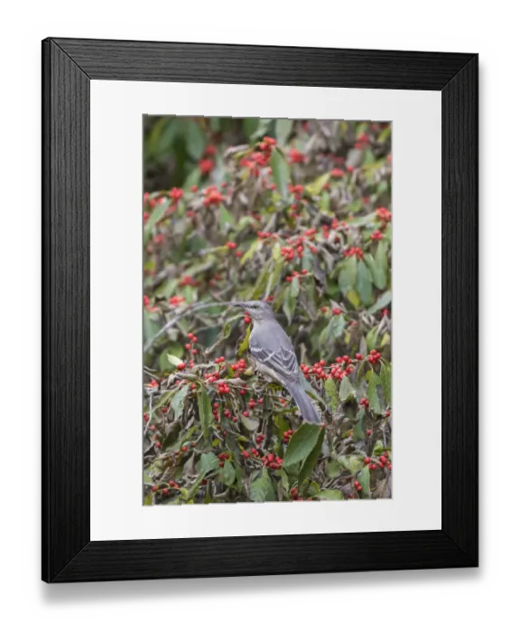 Framed Print : Northern Mockingbird (Mimus polyglottos) in Winterberry Bush (Ilex verticillata)