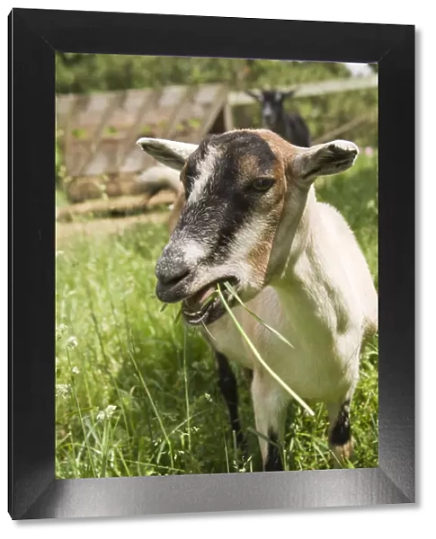 Galena, Illinois, USA. Portrait of an Alpine goat eating grass. (PR)